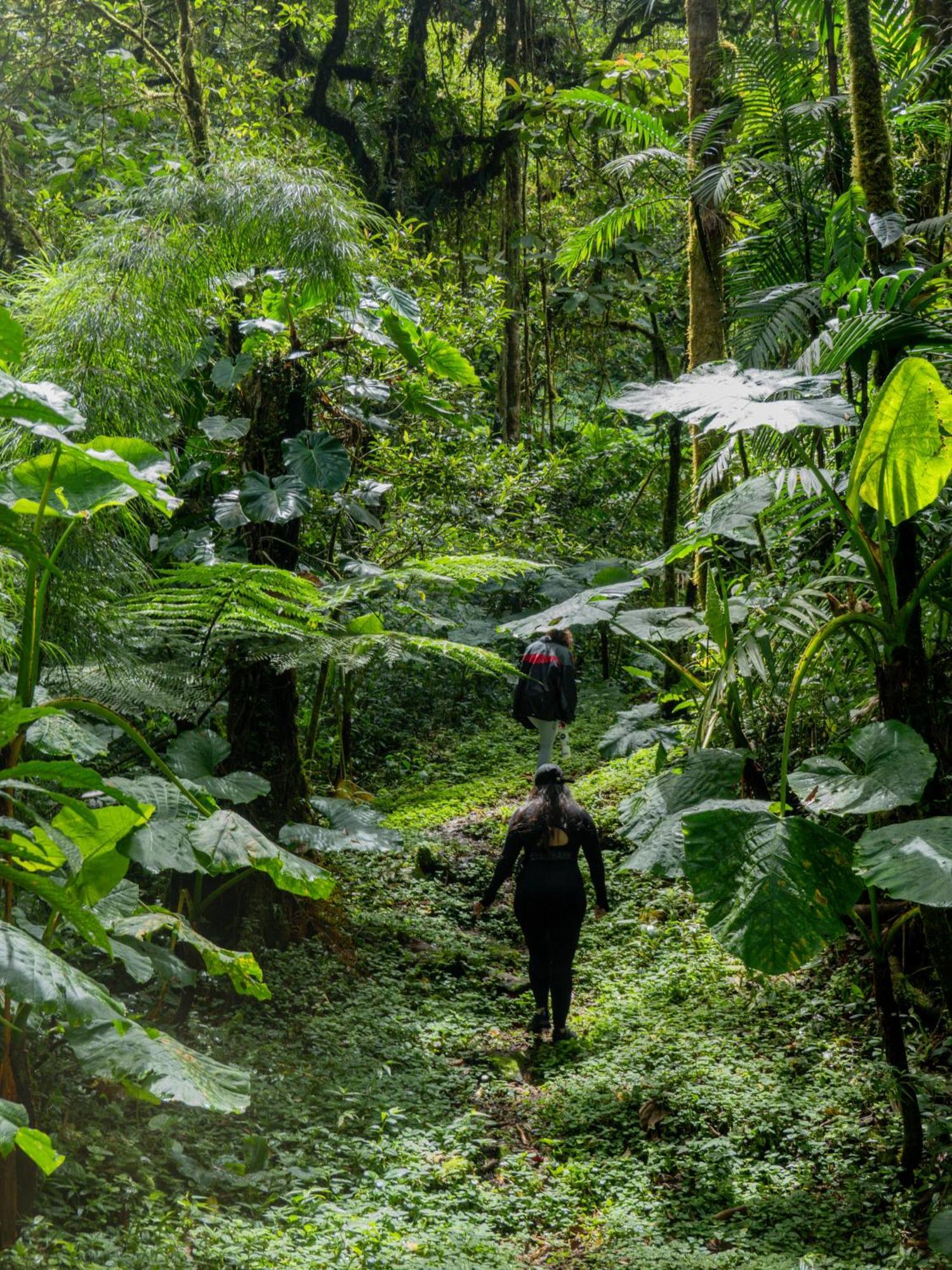 Los Quetzales Ecolodge & Spa Серро-Пунта Екстер'єр фото