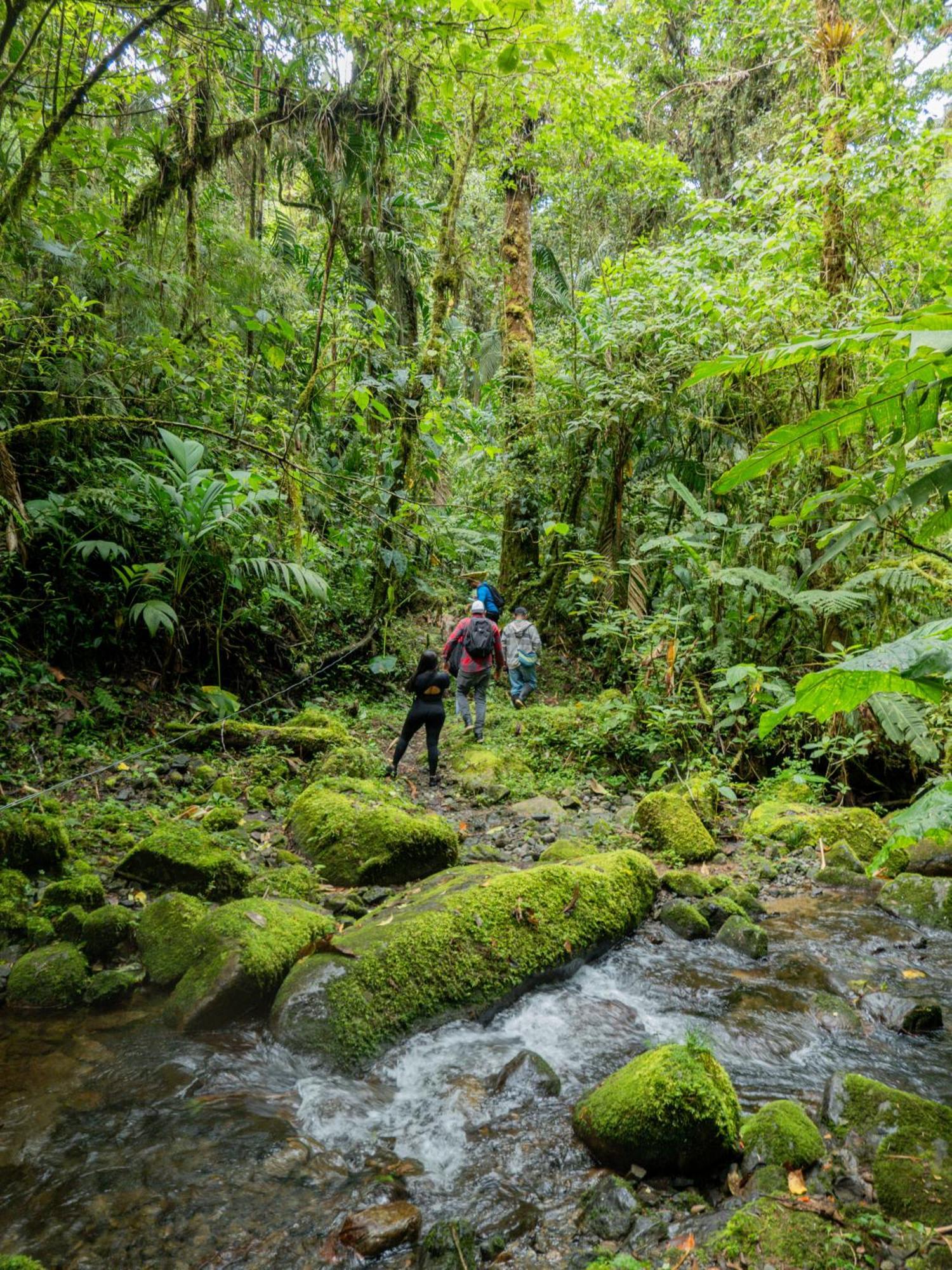 Los Quetzales Ecolodge & Spa Серро-Пунта Екстер'єр фото